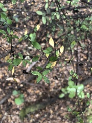 Streblus heterophyllus