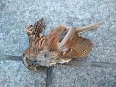 Zonotrichia albicollis