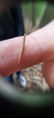 Paradorydium