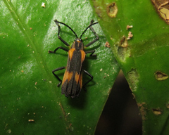 Sceloenopla vitticollis