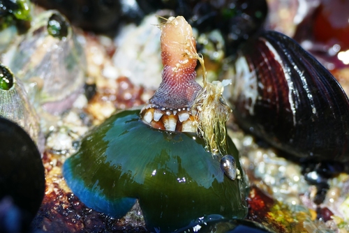 Atlantic Beadlet Anemone, photo 6 of 7