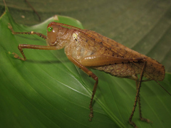 Schedocentrus