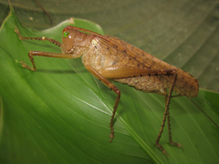 Schedocentrus