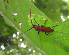 Adiposphaerion rubrum