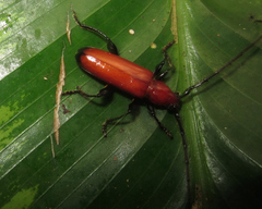 Adiposphaerion rubrum