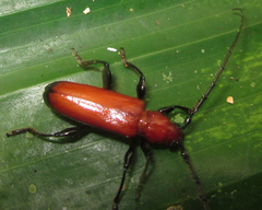 Adiposphaerion rubrum