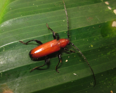 Adiposphaerion rubrum