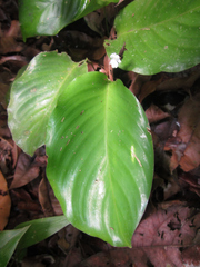 Goeppertia microcephala