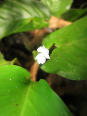 Goeppertia microcephala