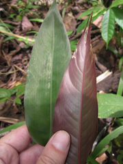 Heliconia metallica