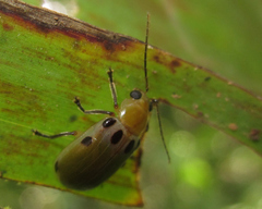 Exora obsoleta