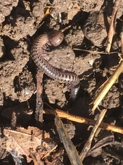 Diplopoda