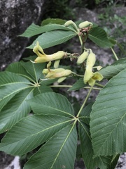 Aesculus pavia flavescens