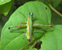 Eumastax