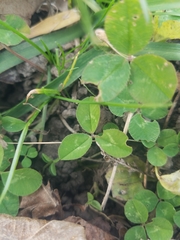Trifolium repens