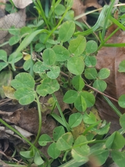 Trifolium repens