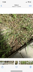 Ehrharta erecta