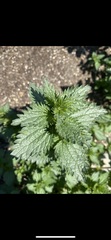 Urtica urens