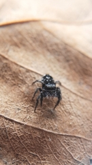 Phidippus borealis