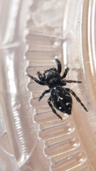 Phidippus borealis