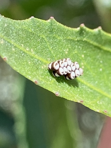 iNaturalist observation photo of Harlequin Bug