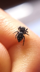 Phidippus borealis