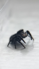 Phidippus borealis