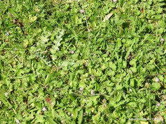 Geranium molle