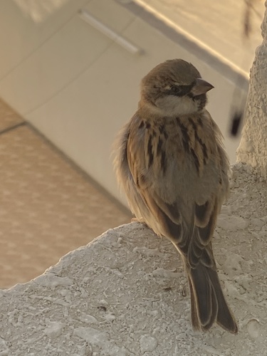 House Sparrow
