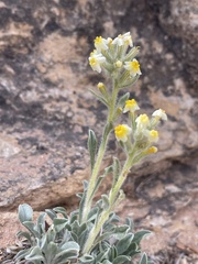 Oreocarya flavoculata