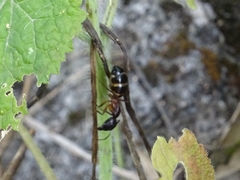 Camponotus sylvaticus