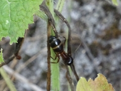 Camponotus sylvaticus