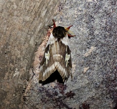 Dirphiopsis schreiteri