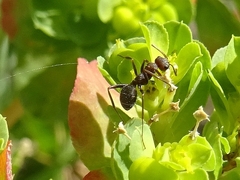 Iberoformica subrufa