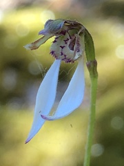 Eriochilus dilatatus