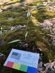 Eriochilus dilatatus