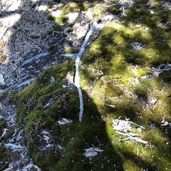 Eriochilus dilatatus