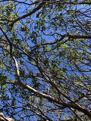 Eriochilus dilatatus