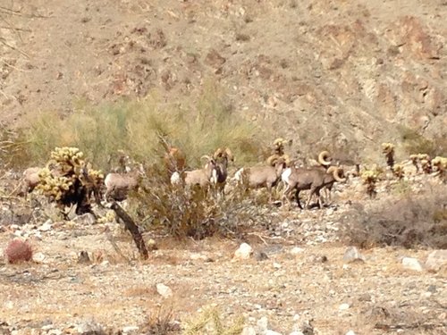 iNaturalist observation photo of Bighorn Sheep