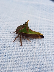 Umbonia spinosa