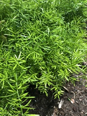 Asparagus scandens