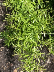 Asparagus scandens