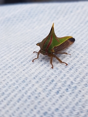 Umbonia spinosa