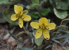 Senna pumilio