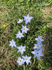 Ipheion