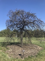 Ulmus glabra camperdownii