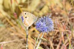 Pseudochazara pelopea