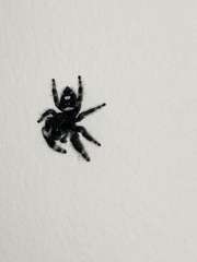 Phidippus audax