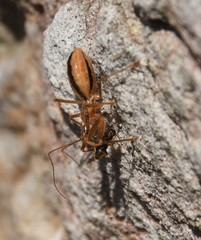 Fitchia aptera