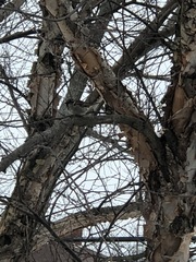 Passer domesticus